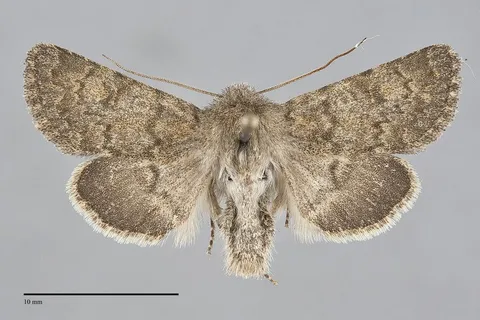 Lasionycta pulverea
