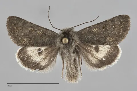 Lasionycta quadrilunata