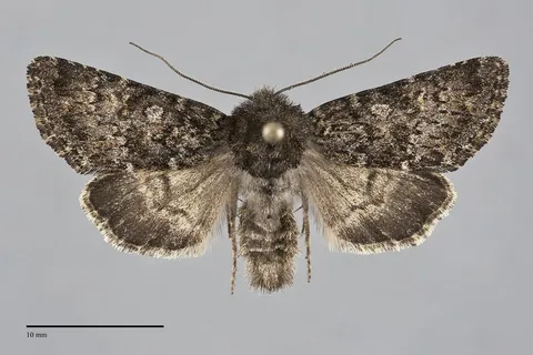 Lasionycta sasquatch