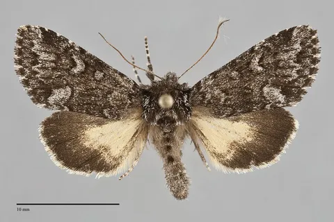 Lasionycta secedens