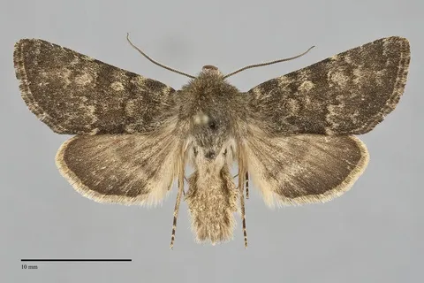 Lasionycta silacea