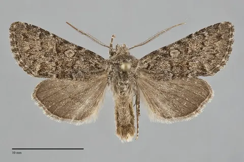 Lasionycta subfuscula