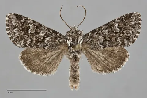 Lasionycta taigata