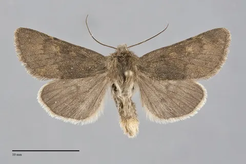 Lasionycta uniformis
