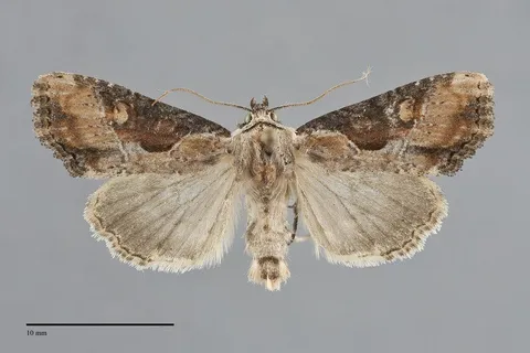 Lateroligia ophiogramma