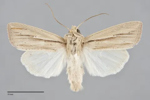 Leucania anteroclara