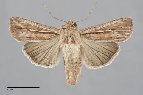 Leucania commoides