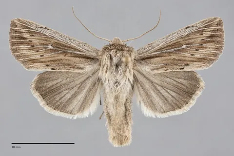 Leucania dia