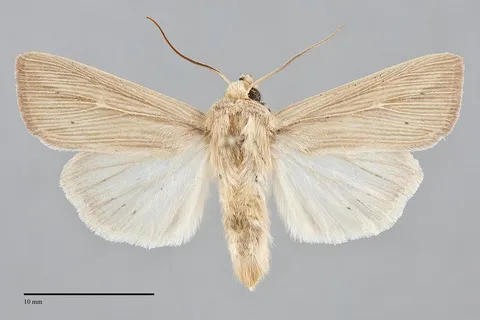 Leucania farcta