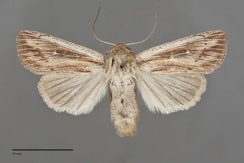 Leucania insueta