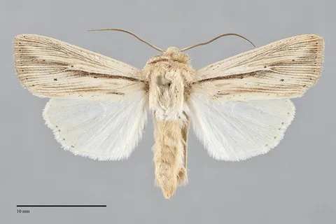 Leucania multilinea