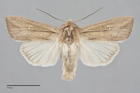 Leucania oregona