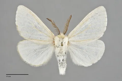 Leucoma salicis