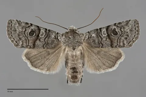 Litholomia napaea