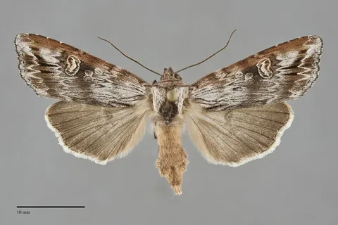 Lithomoia germana