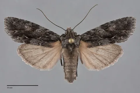 Lithophane atara