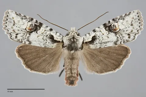 Lithophane baileyi