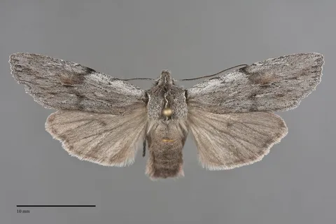 Lithophane boogeri
