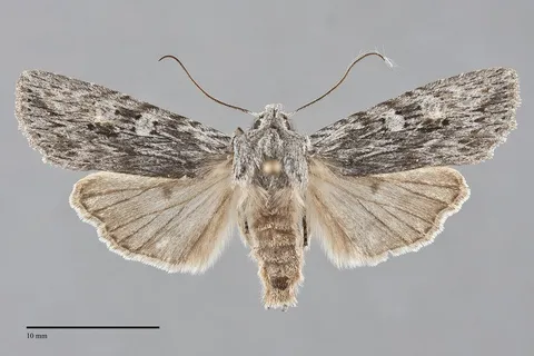 Lithophane contenta
