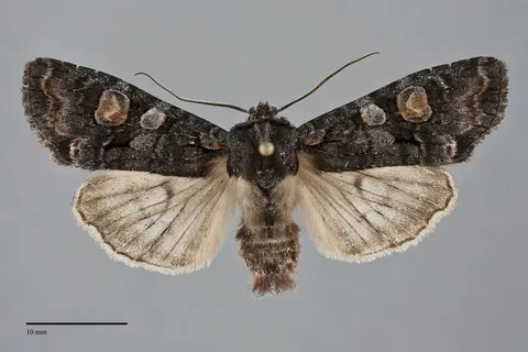 Lithophane dilatocula