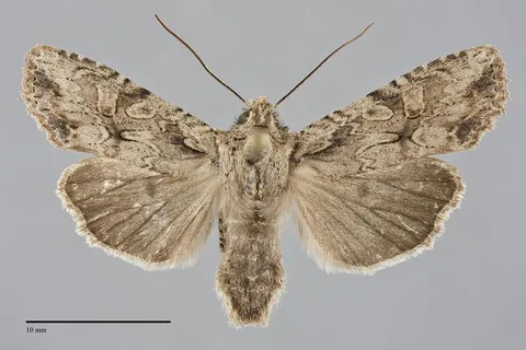 Lithophane disposita