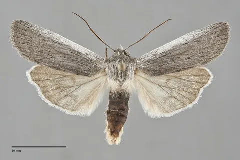 Lithophane fagina