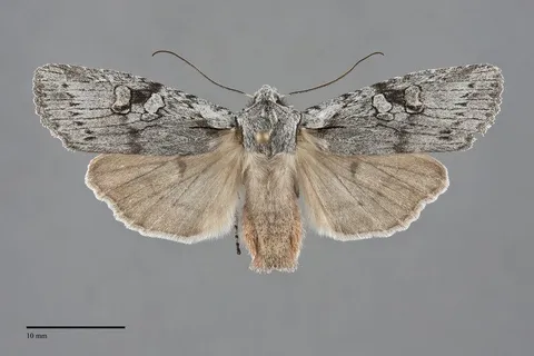 Lithophane georgii