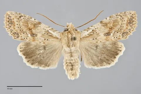 Lithophane innominata