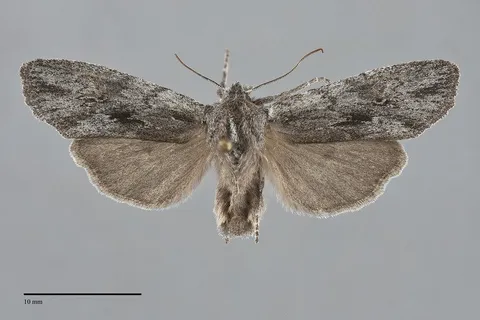 Lithophane itata