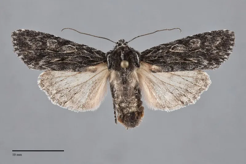 Lithophane jeffreyi