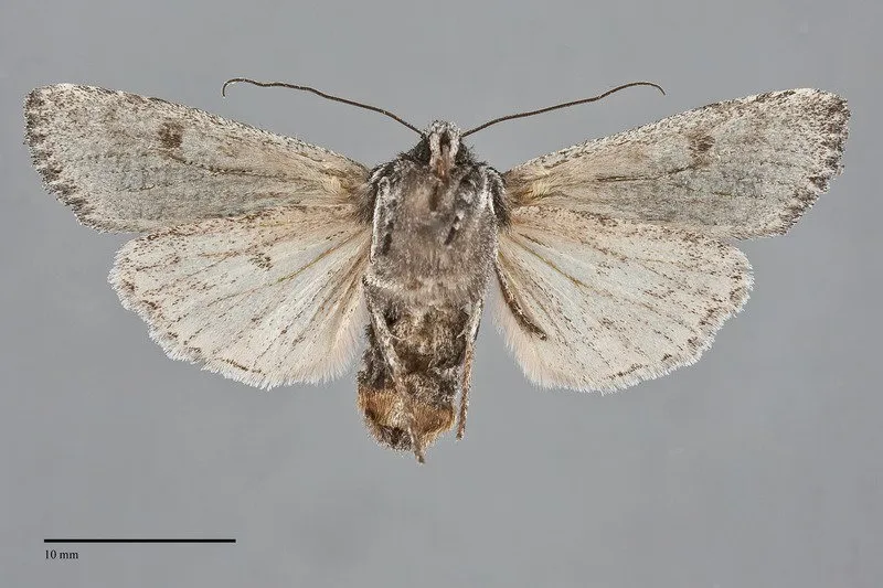 Lithophane jeffreyi