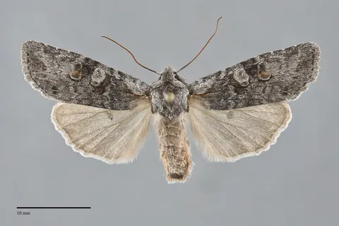 Lithophane pertorrida