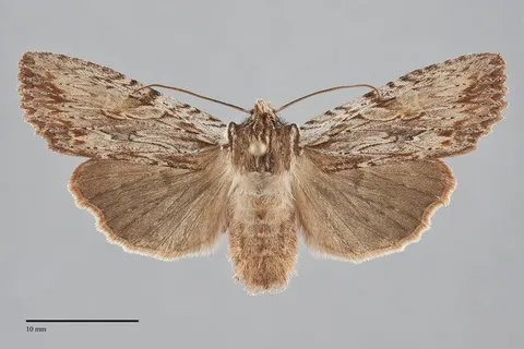 Lithophane petulca