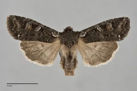 Lithophane pexata