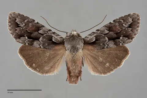 Lithophane thaxteri