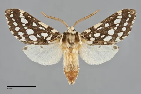 Lophocampa argentata