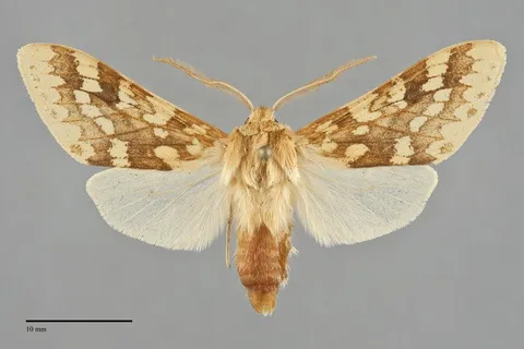 Lophocampa maculata