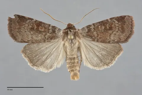 Lycophotia phyllophora