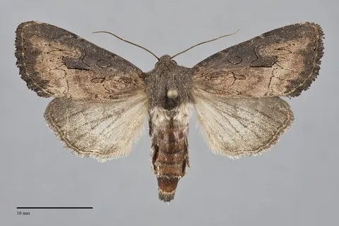 Macronoctua onusta