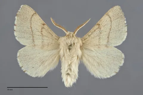 Malacosoma constrictum