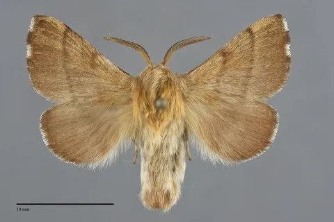 Malacosoma disstria