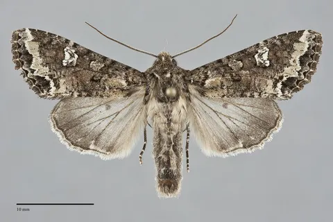 Mamestra configurata