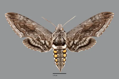 Manduca quinquemaculata