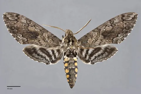 Manduca sexta