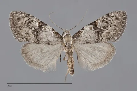 Meganola minuscula