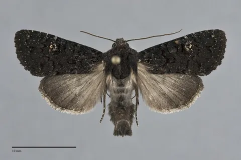 Melanapamea mixta