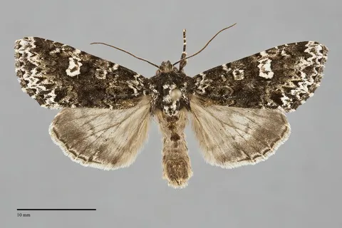 Melanchra adjuncta