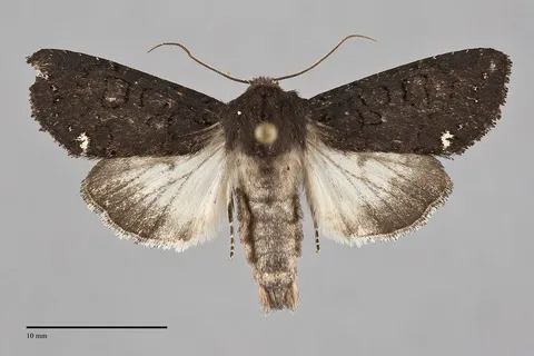Melanchra assimilis