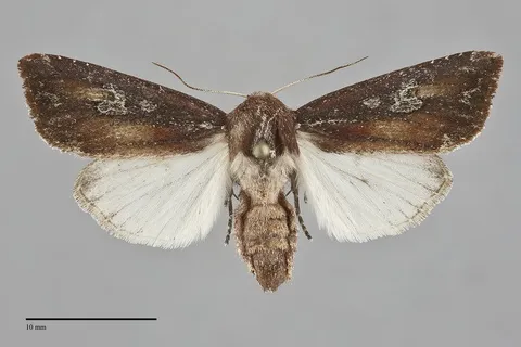 Melanchra picta