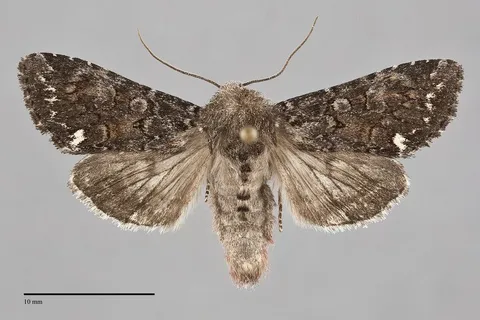 Melanchra pulverulenta